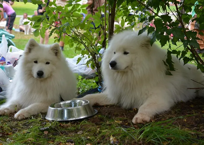 假日公园 甜蜜露营假日公园 *